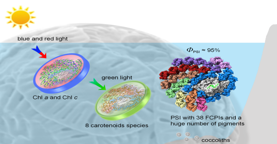 烟台海岸带所与植物所合作破解颗石藻超大光系统I-捕光天线复合体高效利用光能的分子机制